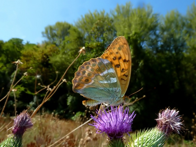 Farfalle di Settembre